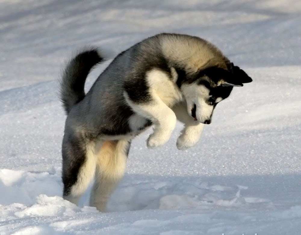 Siberian_Husky_015_PUTU.jpg