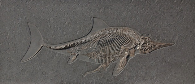 kraken hóa thạch