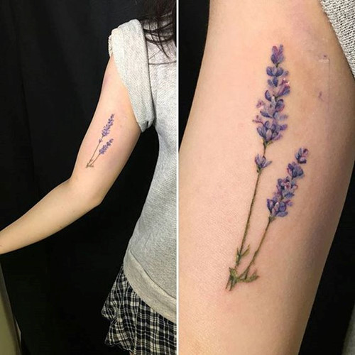 Hoa Lavender