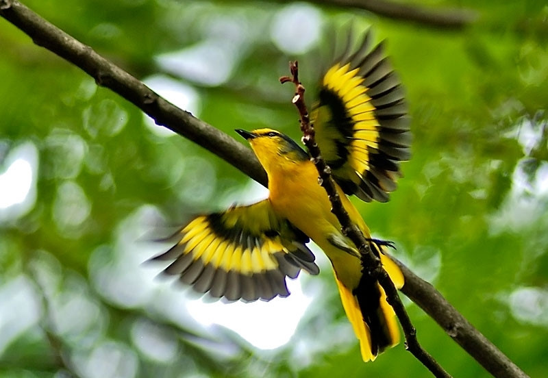 chim vàng anh có thể ăn sống được không